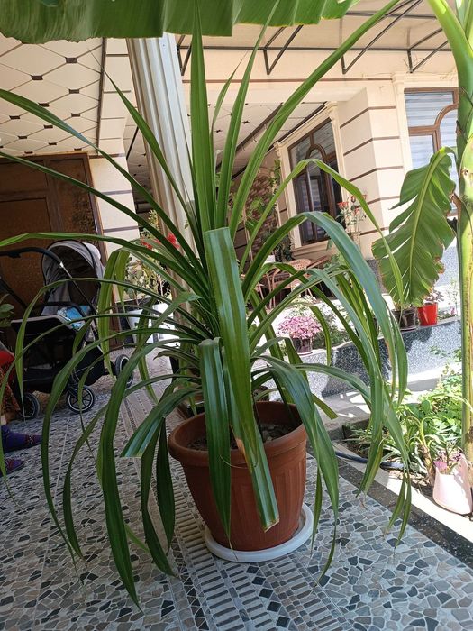 Гуллар. Хонаки гуллар сотилади арзонга