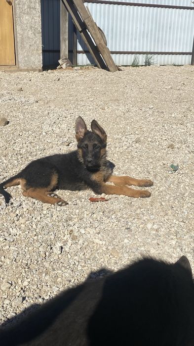 Продам щенки немецкие овчарки радословный