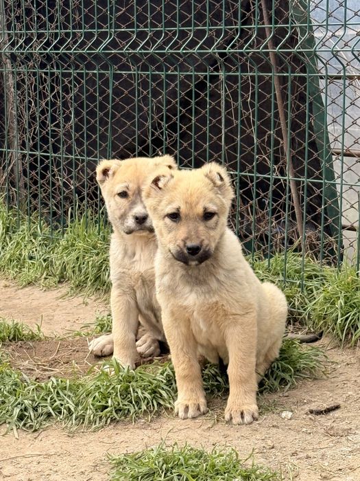 Кученца Кангал С Доставака