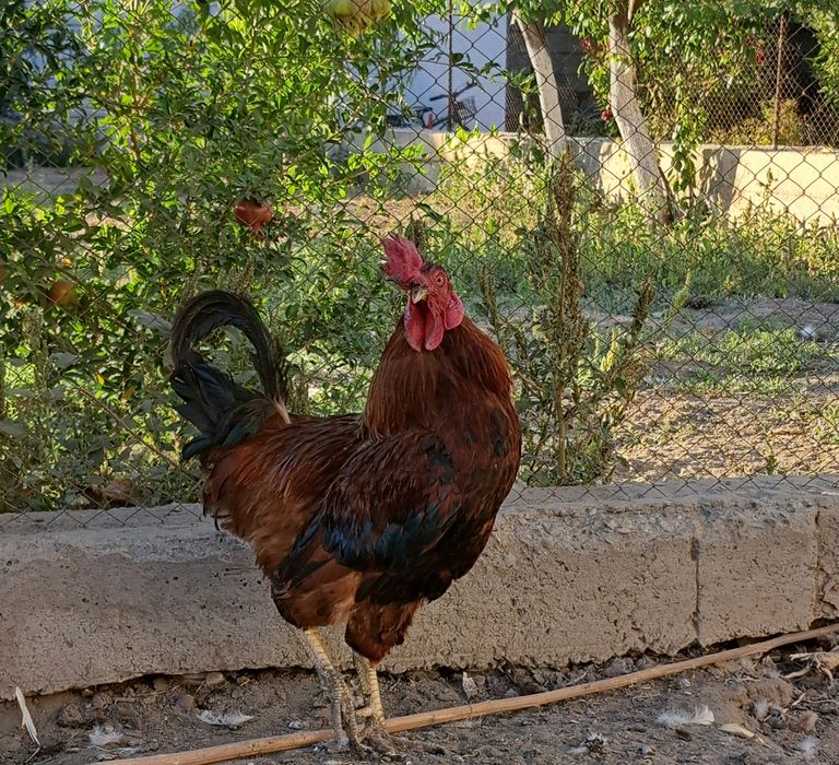 Петухи  годовалые