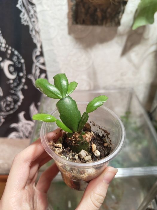 Комнатные растения