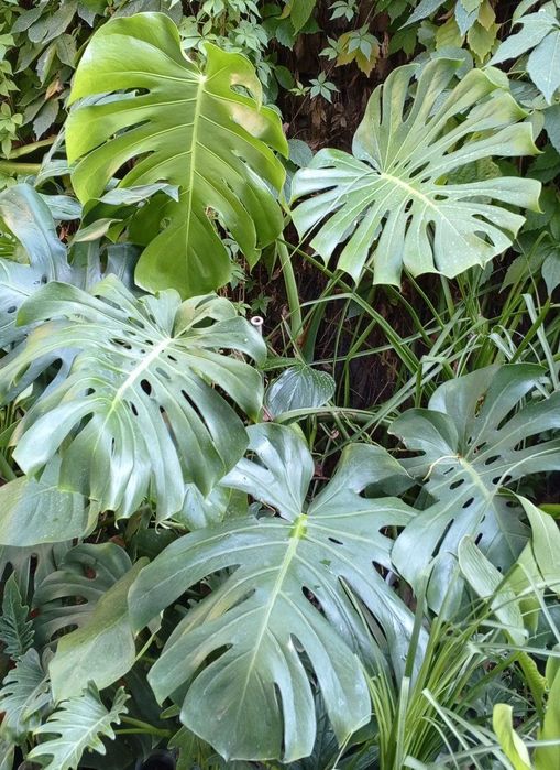 Монстера деликатесная ( Deliciosa) . Большая монстера, крупные листья.