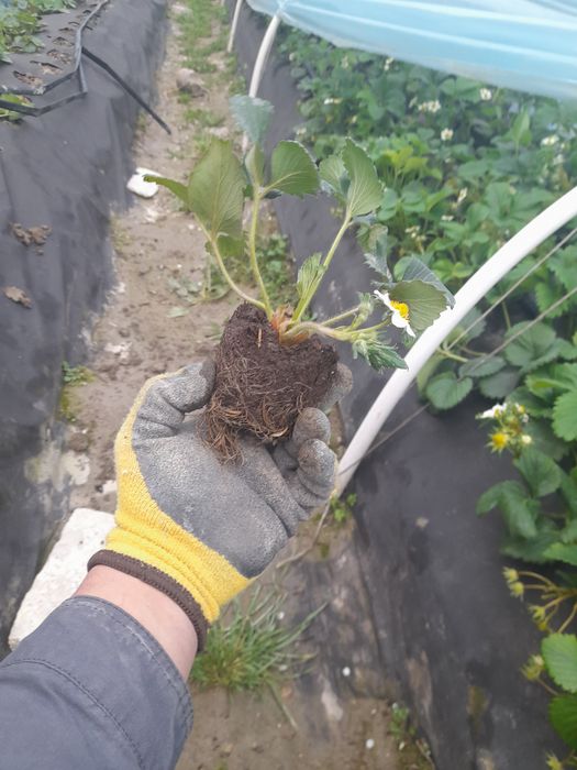 Рассада российской  клубники.