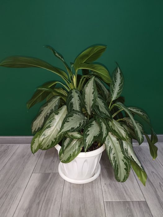 Пышная Аглаонема-крупномер