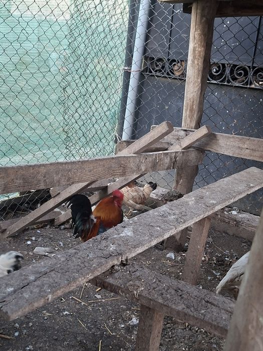 Pereche gainuse de munte.