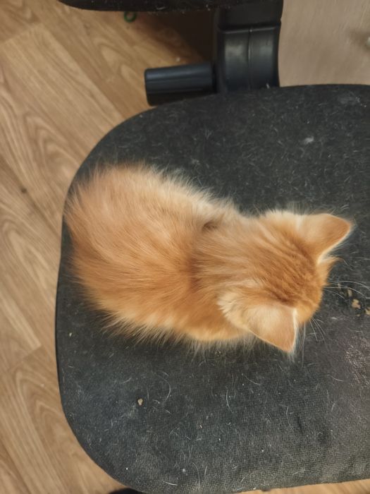 Отдам котят и взрослых кошек