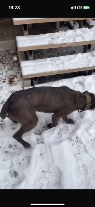 Пропала собака Дратхаар, дратхар, сука