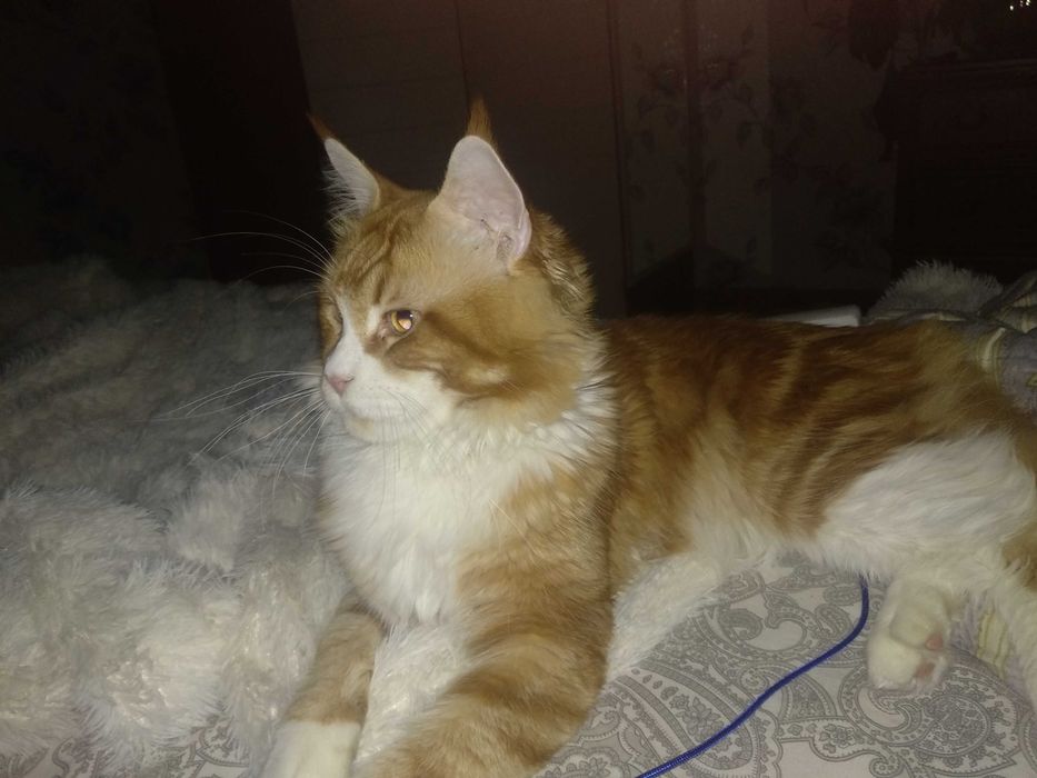 Кот на вязку для продолжения рода.