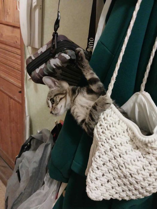 Котёнок-девочка окрас дымчатый