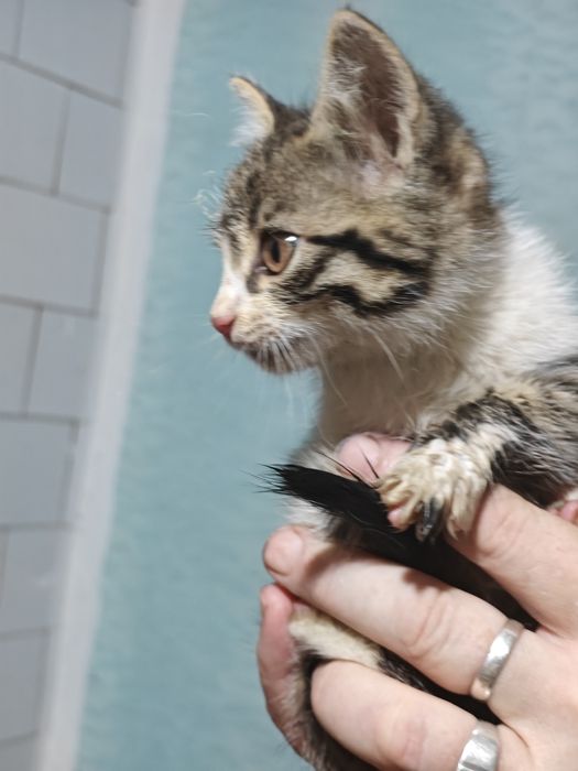 Отдам котенка девочка