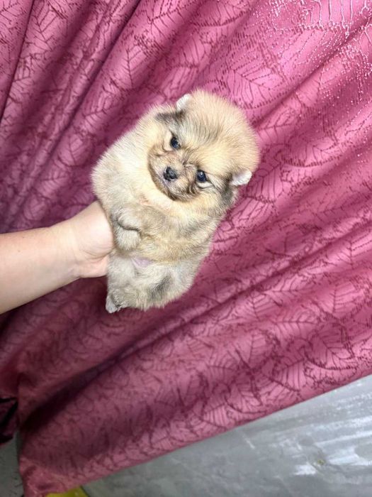 Померанский Шпиц