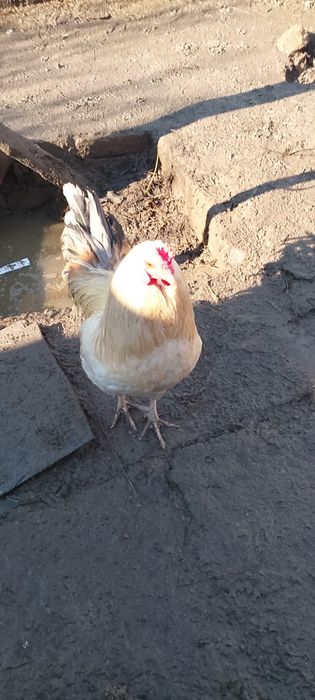 Vând o rață românească și un cocoș