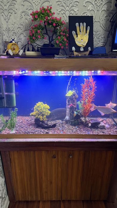 Аквариум с рыбами