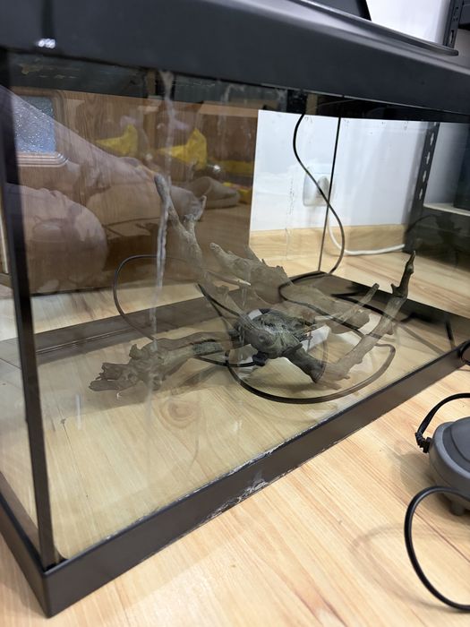 Acvariu 54 litri, filtru canistra boyu + accesorii