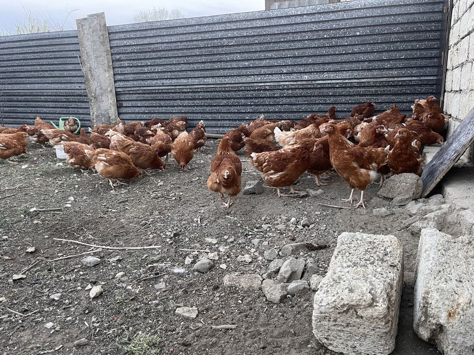 Продам куры ломан браун