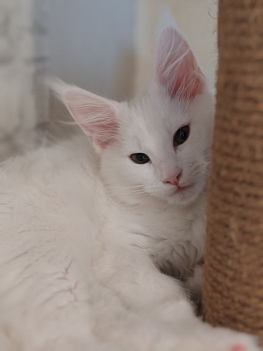 Мейн кун девочка 3 месяца.