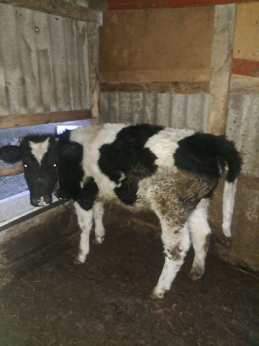 Тана. Сиыр сатылады