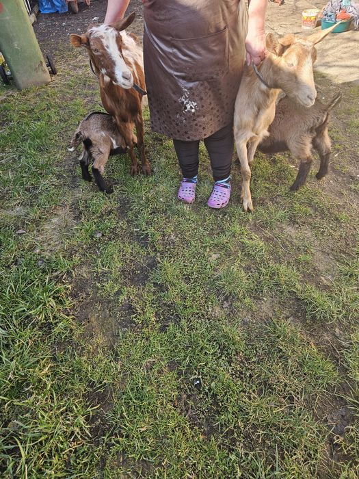 Capre de lapte metis alpina franceza cu saanen