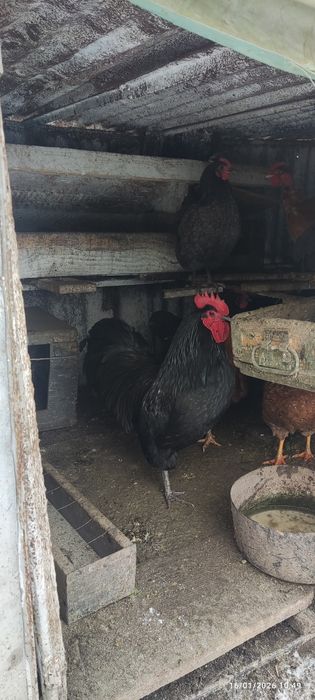 Cocoș Australorp  negru și albastru