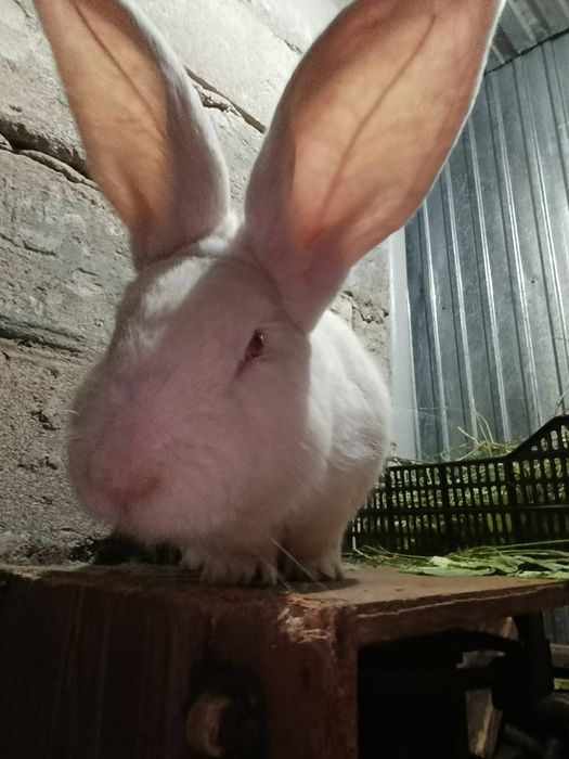 Продам белого Фландера