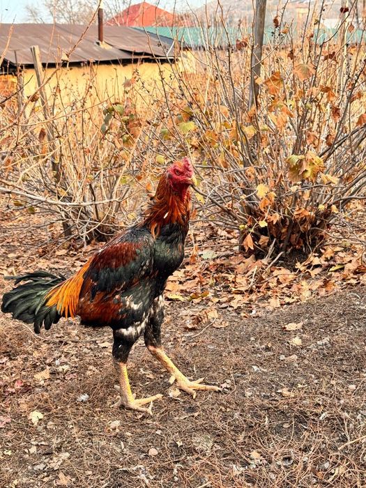 Продам петуха дакан