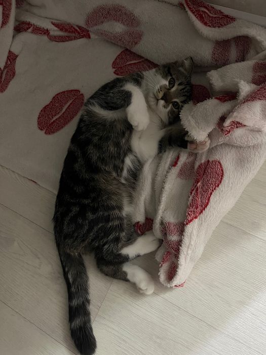 Отдам вислоухого кота. Породистый