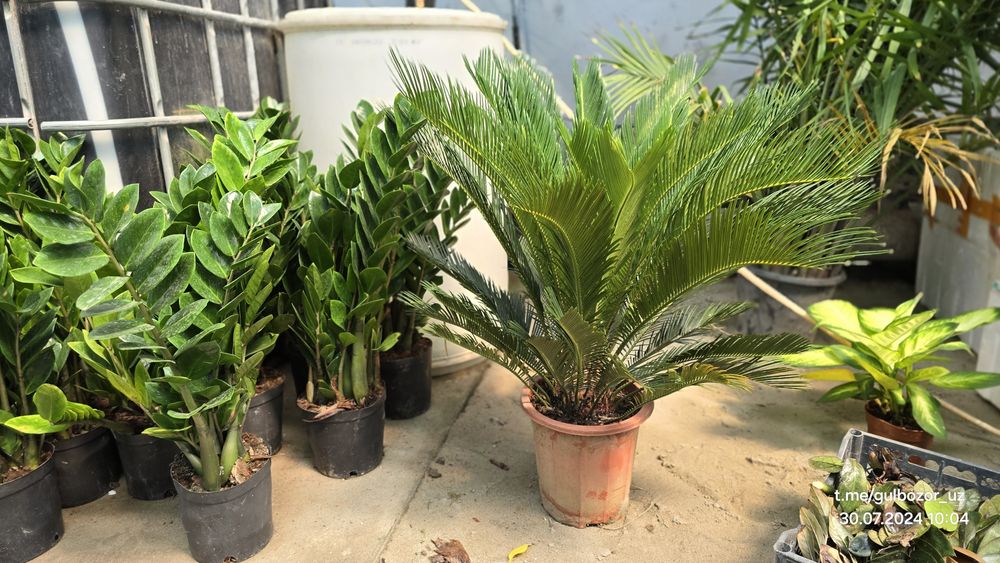 Hona gullari Комнатные растения гул цветы усимлик манзара декоративные