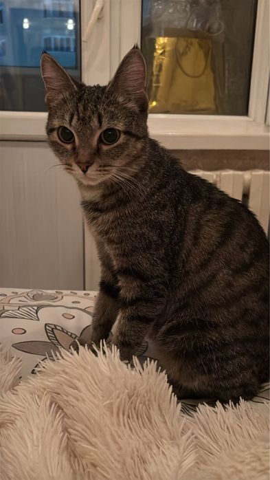 Отдам кошку в добрые руки.