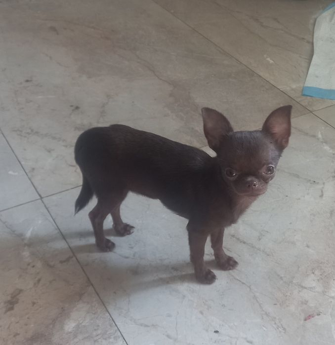 Мини девочка чихуахуа