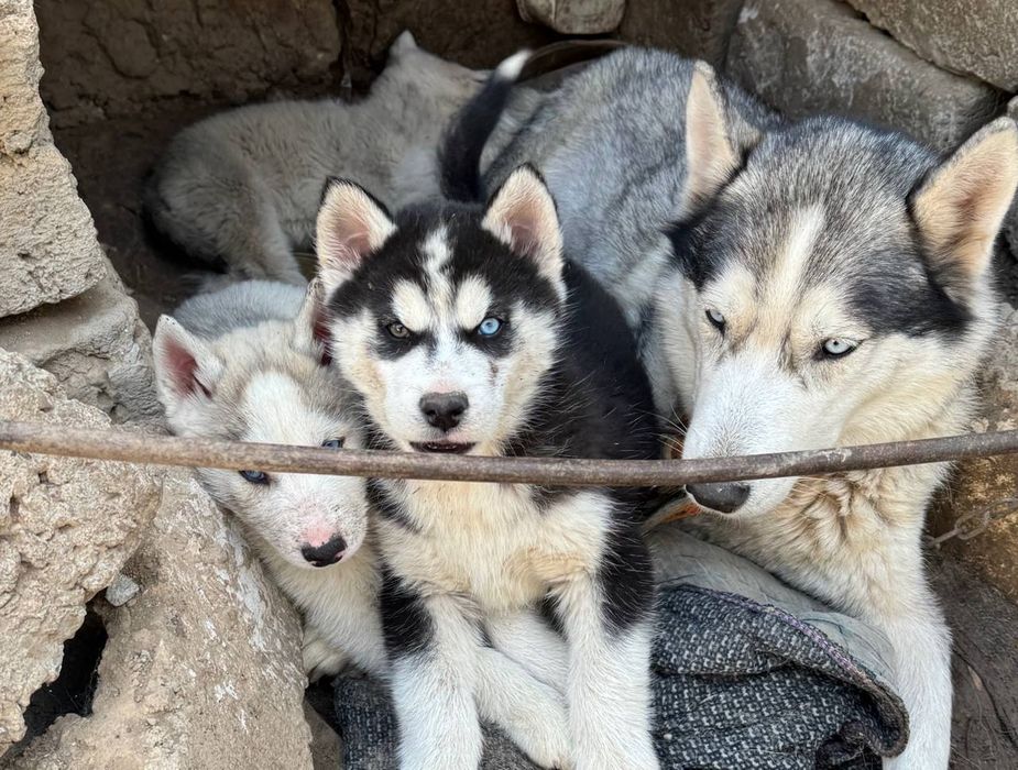 Щенки хаски, чистокровные