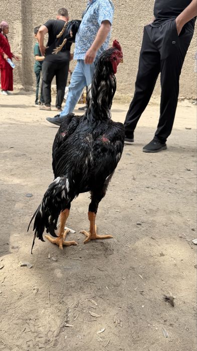 Дакан 9 ойлик жужа Зоти Корея