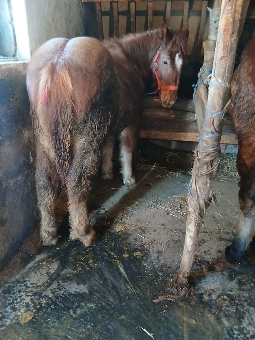 Vand 2 manze de 6 si 7 luni