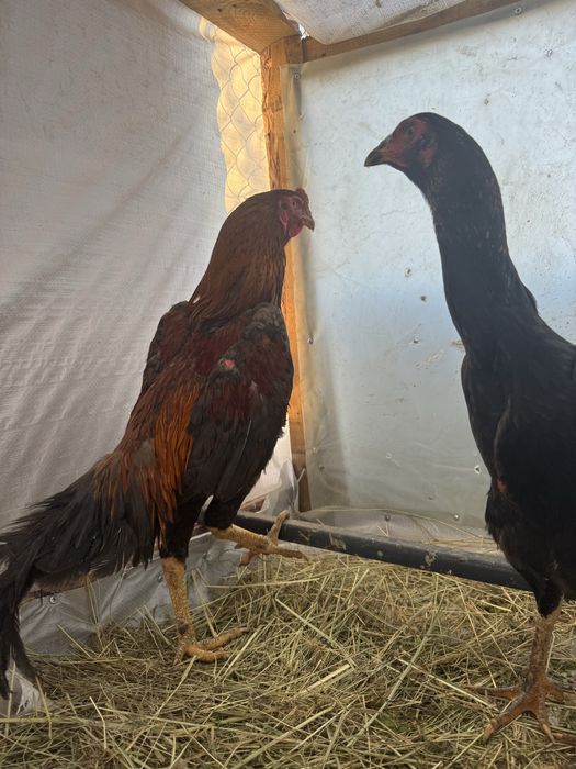 Продам туляка на семена