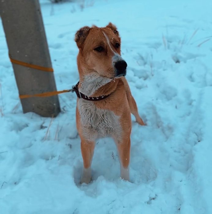 Чемпион СНГ Самұрықтың күшіктері.
