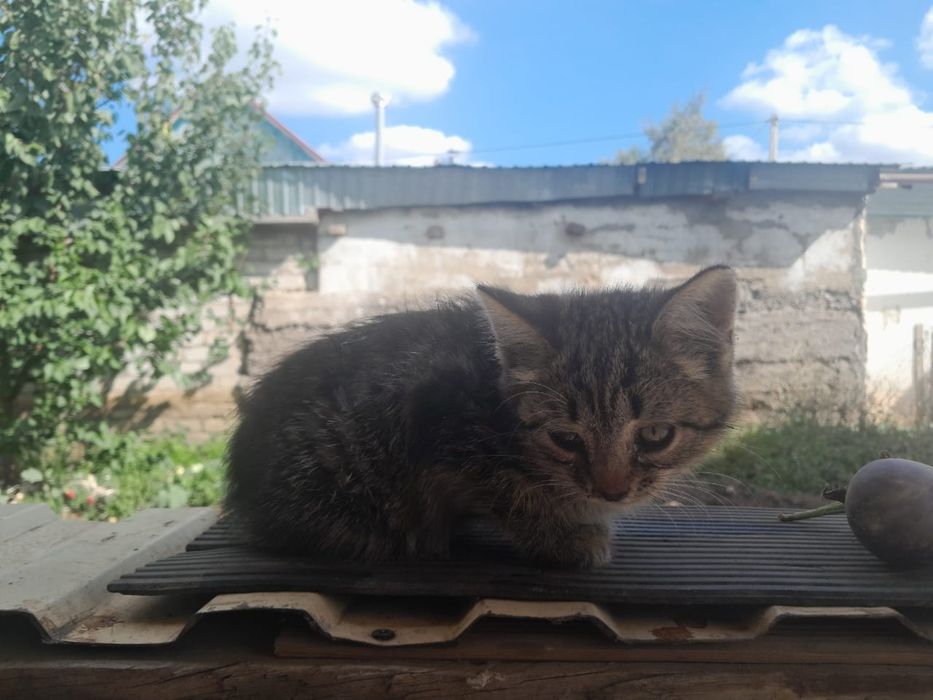 Отдам котят в хорошие руки