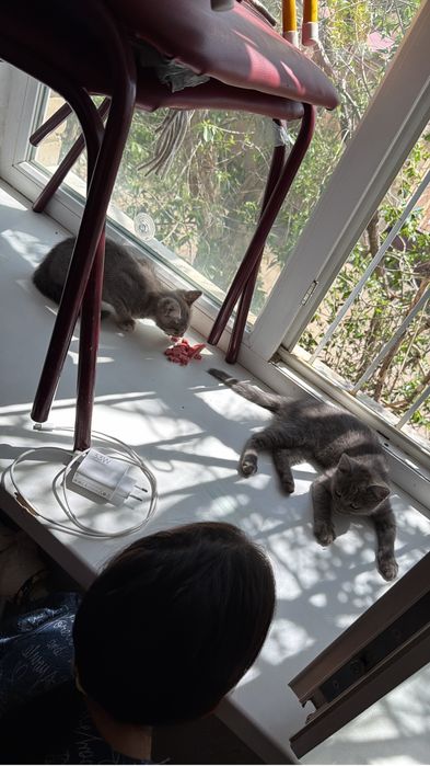 отдам котят бесплатно