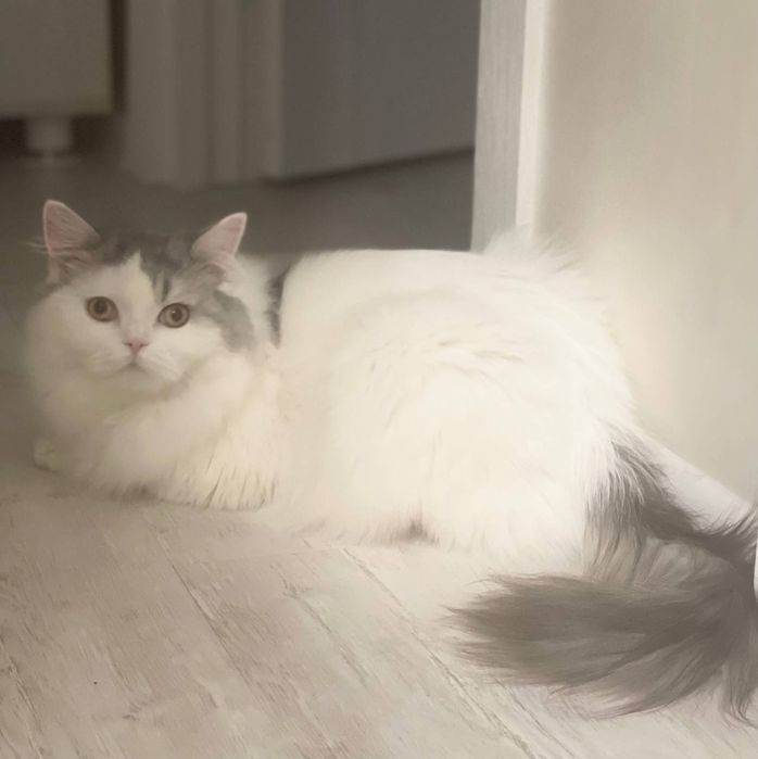 Продам шотландцев кошка и коты