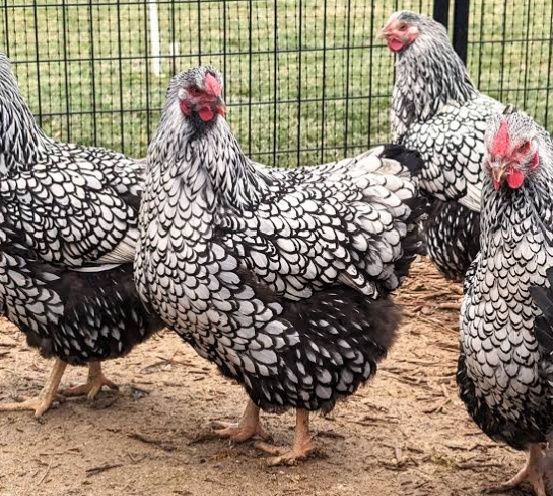 Dekorativ Wyandotte Silver