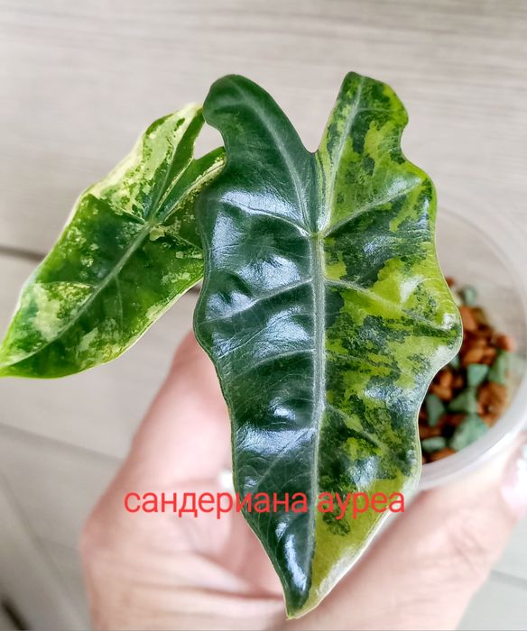 Вариегатные алоказии