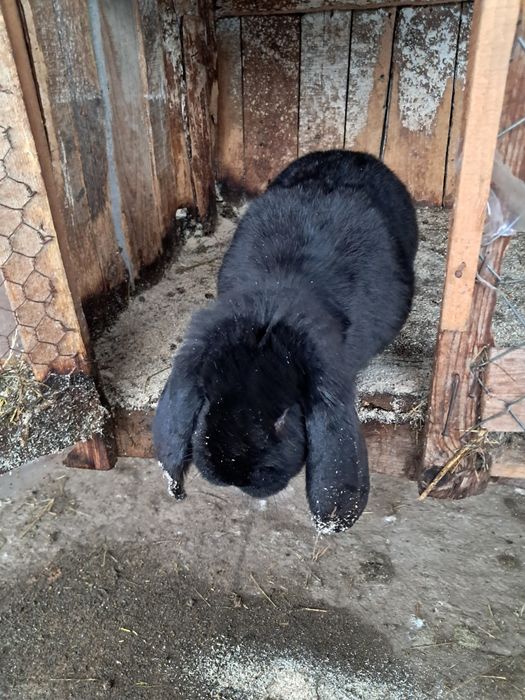 Iepuri berbec german