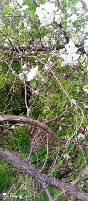 Продам два участка С.О. Автомобилист