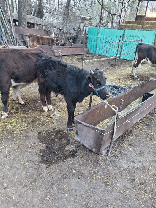 Продам бычок 7 месяцев