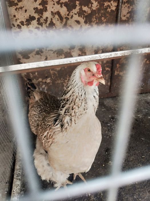 Tovuqlar sotiladi katagi bilan