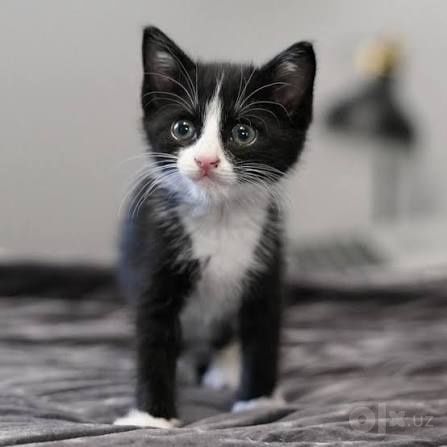 Отдам котят бесплатно привезу тоже бесплатно