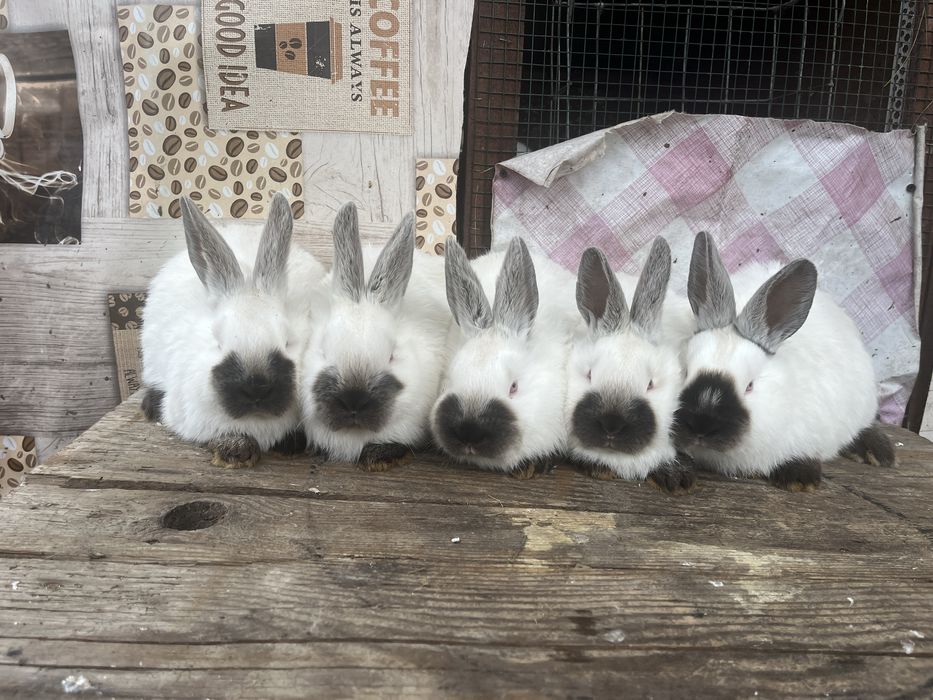 Vand pui californian