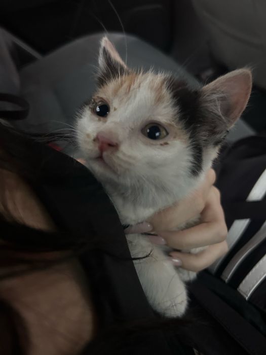 котенок девочка