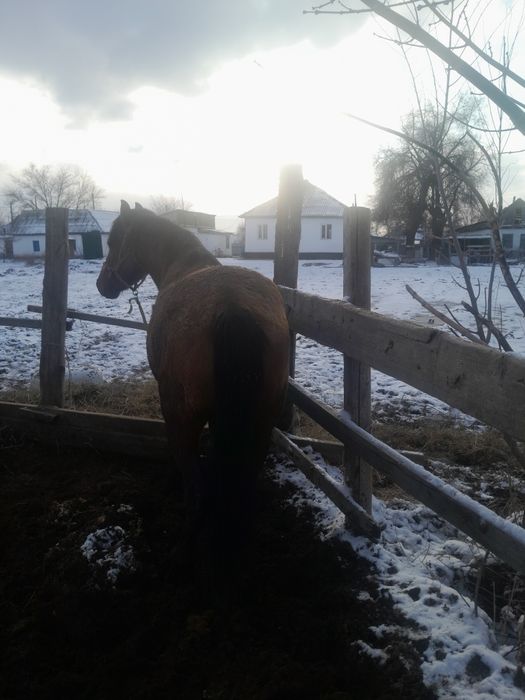 Продам лошадь жеребец