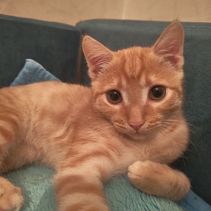 Котёнок 3 месяца