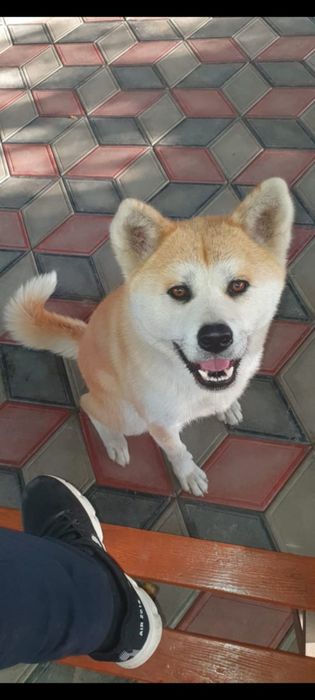 Акита Ину Хатико