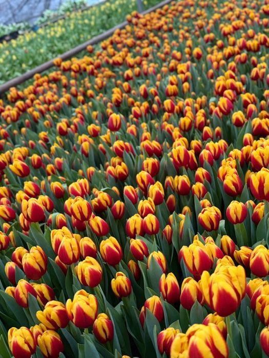 (Алматы) Тюльпаны оптом